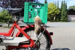 (Udsolgt) Rævehale 25cm (Natur) - Udsalg